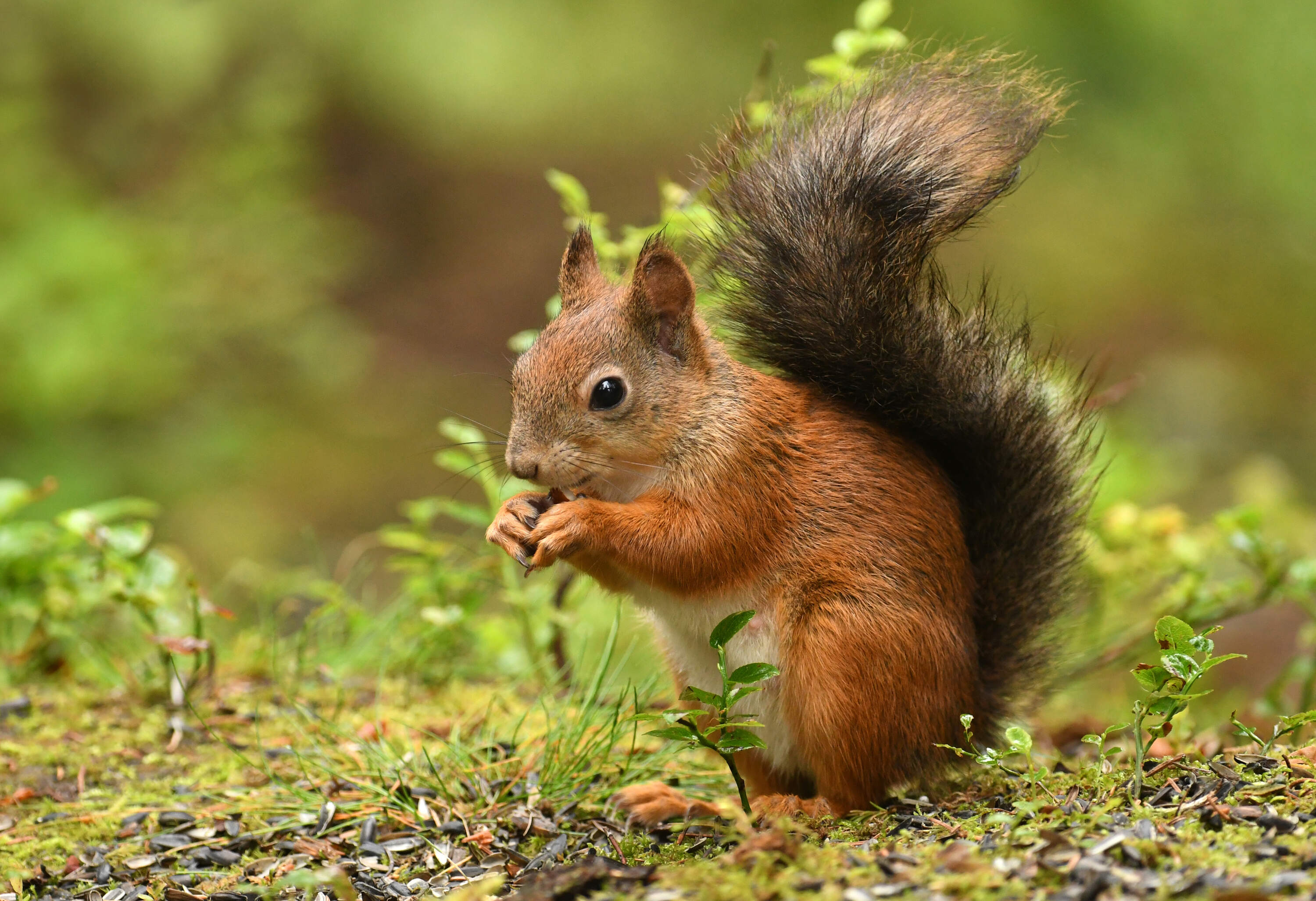 Red squirrel