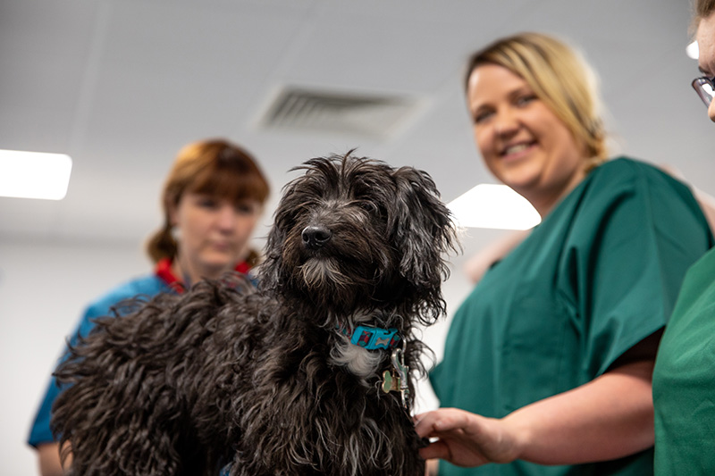 veterinary nursing students with a dog