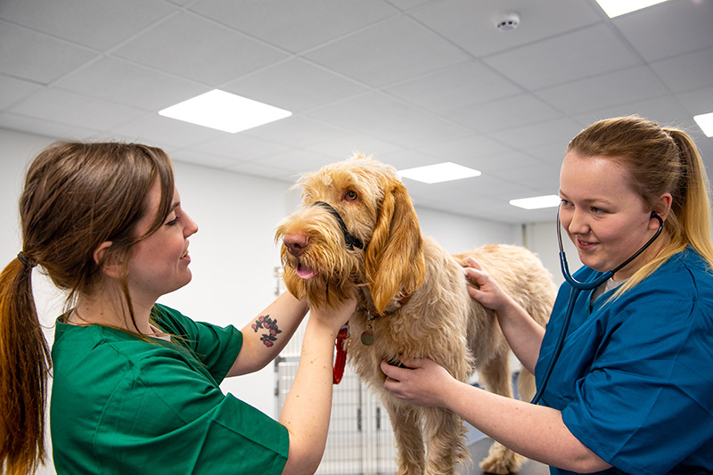 students with dog in the clinical suite