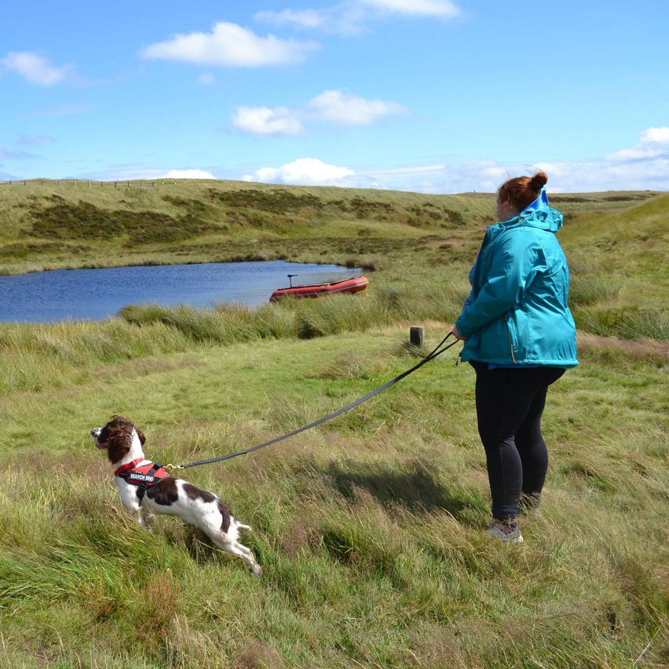 Person in a blue jacket with a dog on a lead with a harness
