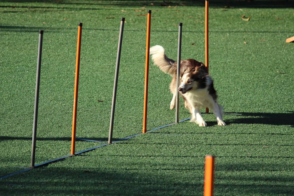 dog running on agility course