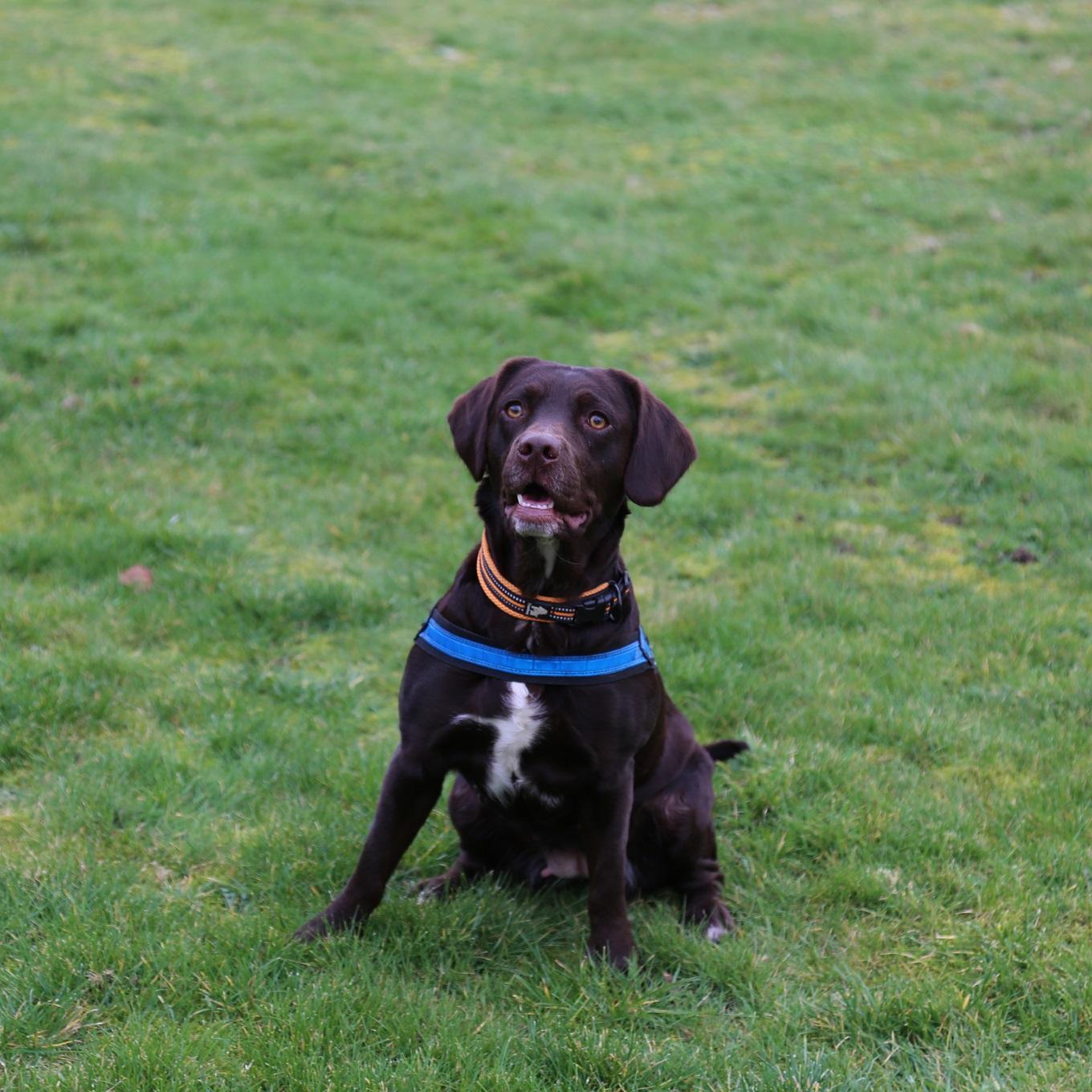 A search dog sitting on grass