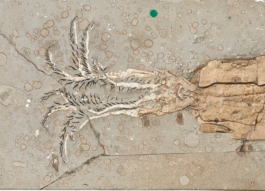 squid fossil