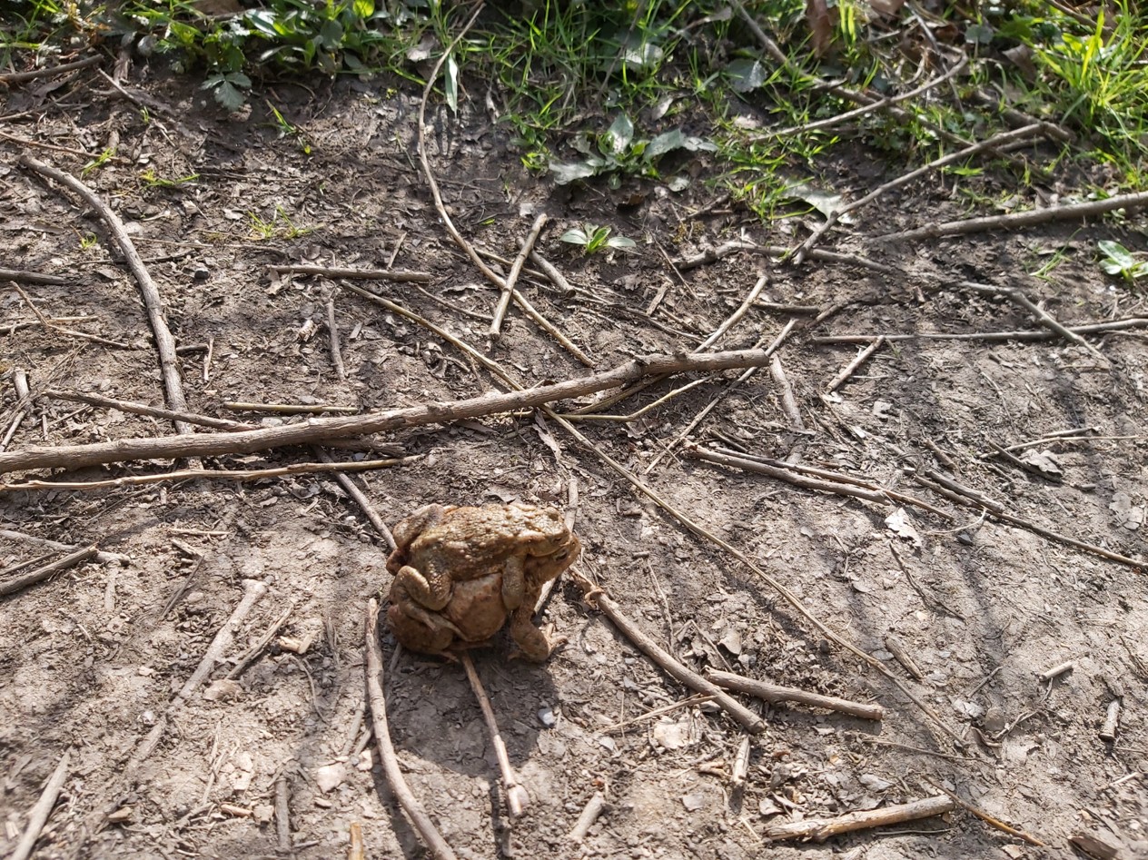 Two toads, one hitching a ride