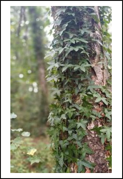Tree with Ivy