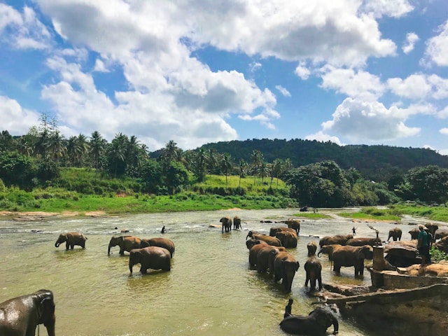 a group of elephants in water in sri lanka
