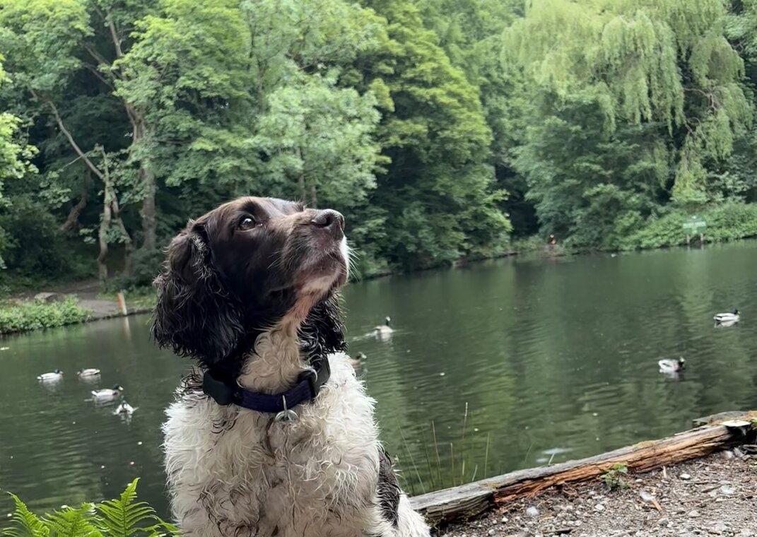 a dog in front of the river