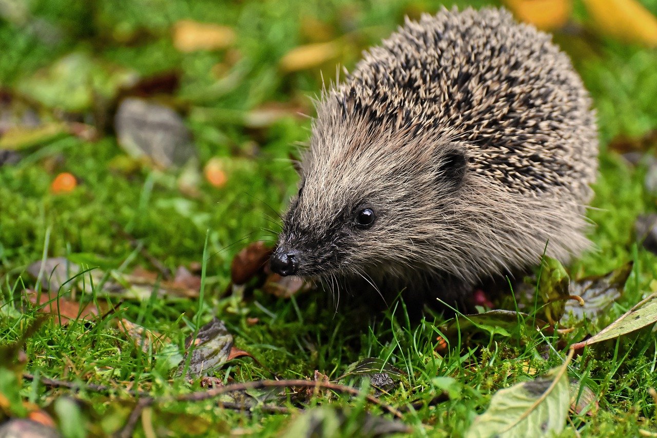 A hedgehog in the grass